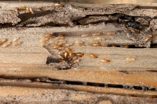 Best Exterminator Services  in The Hammocks, FL