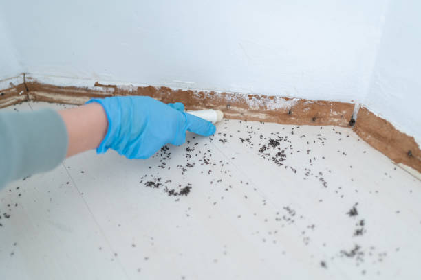 Best Termite Control Services  in The Hammocks, FL